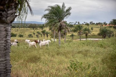 Köyün tarlasında koyun manzarası