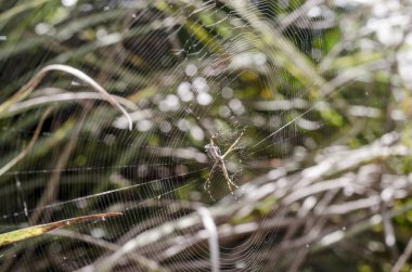 Örümcek 'in yakın plan görüntüsü, bulanık 