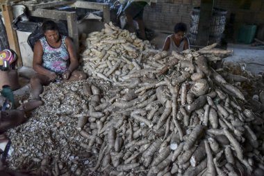 Bahia / Brezilya - 25 Eylül 2018: un üretimi için cassava traşı