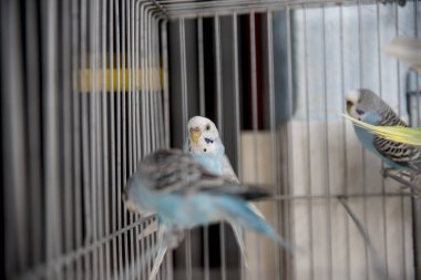 Kafesteki papağanların yakın görüntüsü