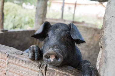 Çiftlikteki şirin domuzun yakın çekim görüntüsü. 