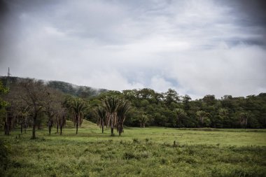 Palmiye ağaçları ve yeşil çalılarla manzara manzarası