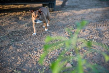 Parktaki genç köpeğin yakın çekim görüntüsü.