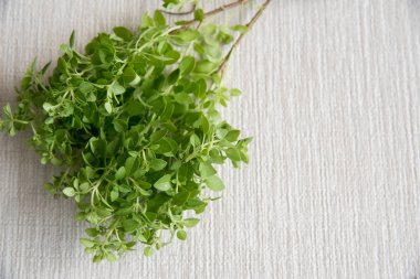 Fesleğen dalının yakın görüntüsü yeşil ve taze.