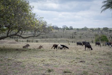 Milli parktaki ineklerin yakın görüntüsü.