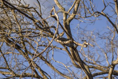Kuşla kuru dallar. Kuzeydoğu kuraklığı