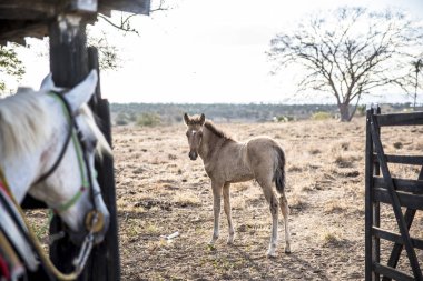 Çiftlikteki iki şirin atın yakın görüntüsü.