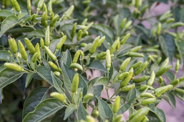 Bahçede yetişen yeşil bitkilerin yakın görüntüsü