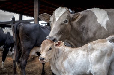 Tarım çiftliğindeki ineklerin manzarası