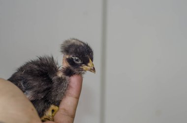 Elde tutulan tavuk yavrusunun yakından görüntüsü
