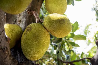Yakından Jaca meyvelerinin ağaçtaki görüntüsü