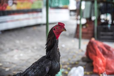 Panayırdaki Siyah Horoz 'un yakın çekim görüntüsü