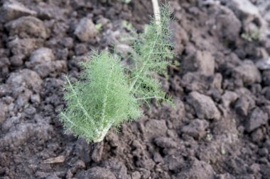 Frenk soğanlı sebze bahçesinin yakın görüntüsü