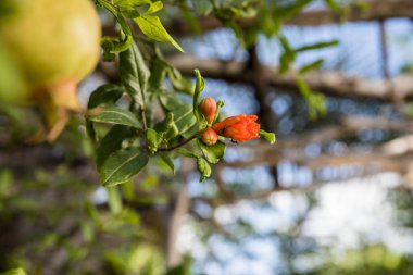 Arromalıların Çiçekleri 'nin yakın görüntüsü