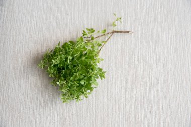 Fesleğen dalının yakın görüntüsü yeşil ve taze.