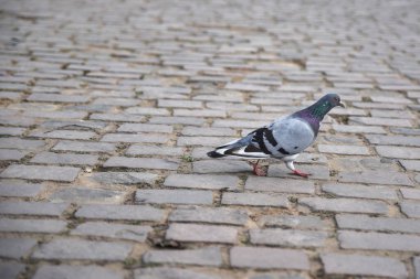 Yerde yürüyen güvercinlerin yakın çekim görüntüsü.
