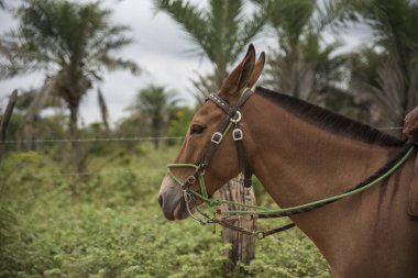 Kemerli kahverengi katırın yakın çekim görüntüsü 