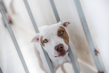 Köpek 'in kapı parmaklıklarından bakarken yakın plan görüntüsü