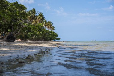 Denizin tropikal kıyılarının manzarası.