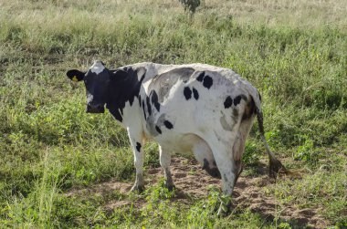 İnek otların üzerinde gevşek yemek manzarası