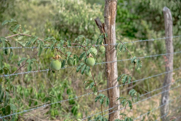 Scenic View Maracuja Fruits Bush — Stock Photo, Image