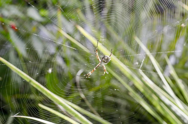 Detailní Pohled Pavouka Webu Rozmazaný — Stock fotografie