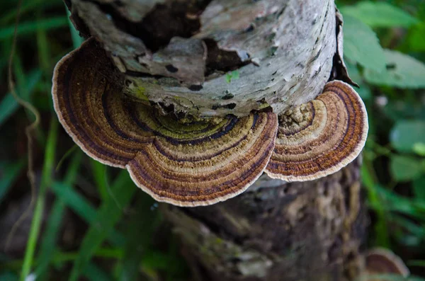 Vista Close Cogumelos Tronco Árvore — Fotografia de Stock