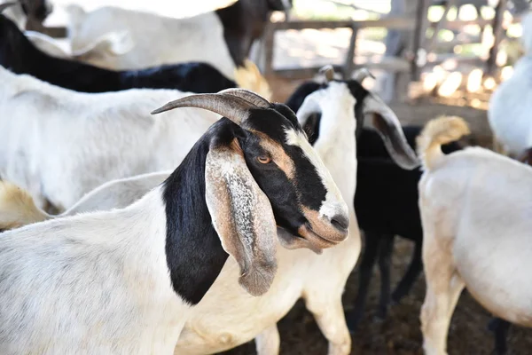 Nahaufnahme Ziege Mit Großen Hörnern Der Burenrasse — Stockfoto