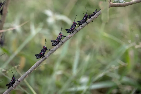 Primo Piano Vista Locust Lubber Collared Leaves — Foto Stock
