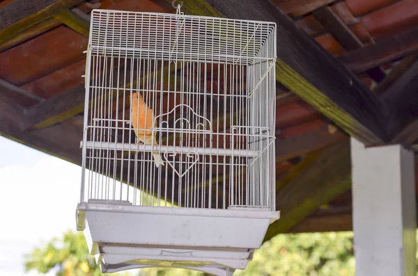 Nahaufnahme Eines Belgischen Kanarienvogels Käfig — Stockfoto