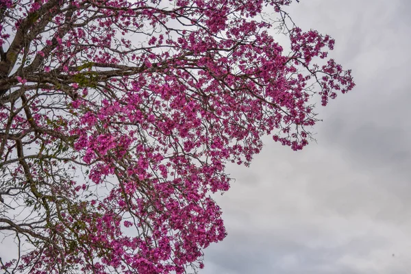 Malerischer Blick Auf Kirschblüten Mit Rosa Blüten — Stockfoto