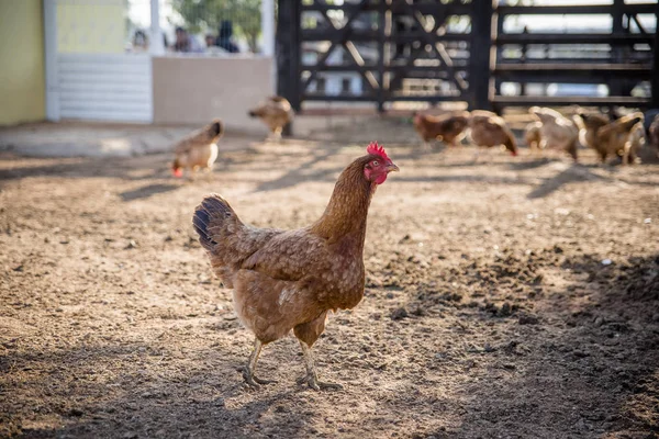 Nahaufnahme Von Hühnern Bauernhof — Stockfoto