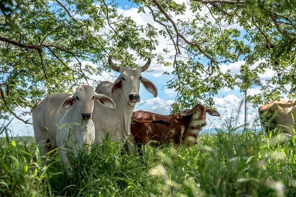 Scenic View Livestock Green Grass — Stock Photo, Image