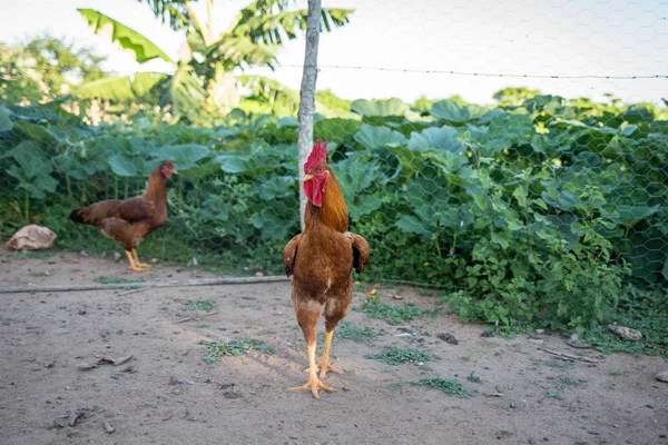 Nahaufnahme Von Hühnern Auf Der Weide — Stockfoto