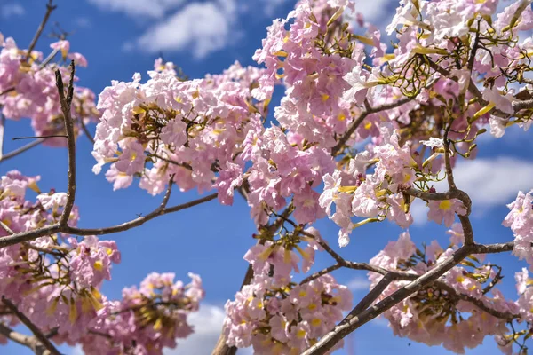 Nahaufnahme Von Rosa Frühling Kirschblüte Blauer Himmel Hintergrund — Stockfoto
