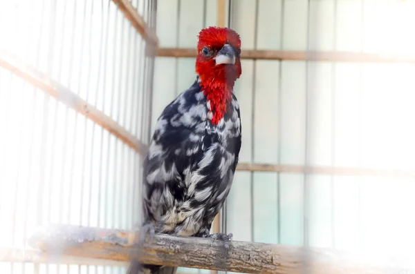 Nahaufnahme Des Schönen Roten Vogels Käfig — Stockfoto