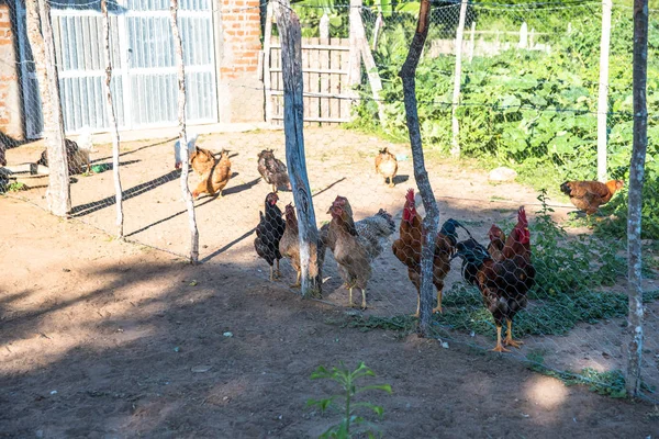 Крупним Планом Вид Курей Фермі Пасовища — стокове фото