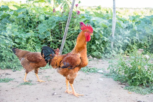 Nahaufnahme Von Hühnern Auf Der Weide — Stockfoto