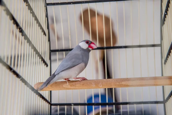 Primo Piano Vista Uccello Pappagallo Nella Gabbia — Foto Stock
