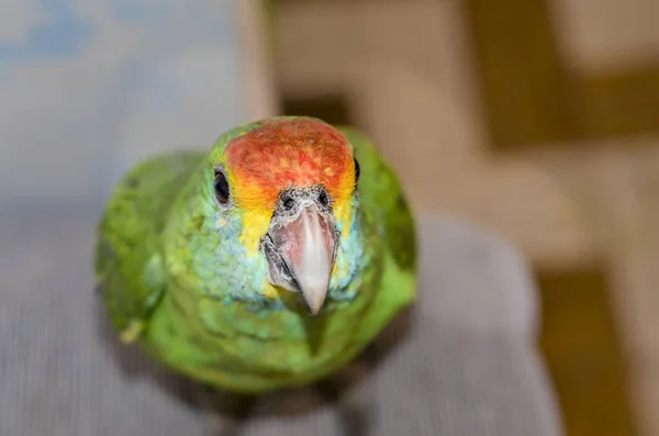 Closeup View Parrot Brazilian Fauna — Stock Photo, Image