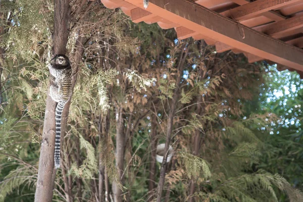 Vue Panoramique Sur Monkey Sagui Dans Cour Arrière Brésil — Photo