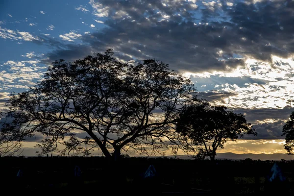 Schilderachtig Uitzicht Silhouet Van Bomen Bij Zonsondergang — Stockfoto