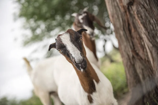 Primer Plano Las Cabras Que Pastan Campo — Foto de Stock