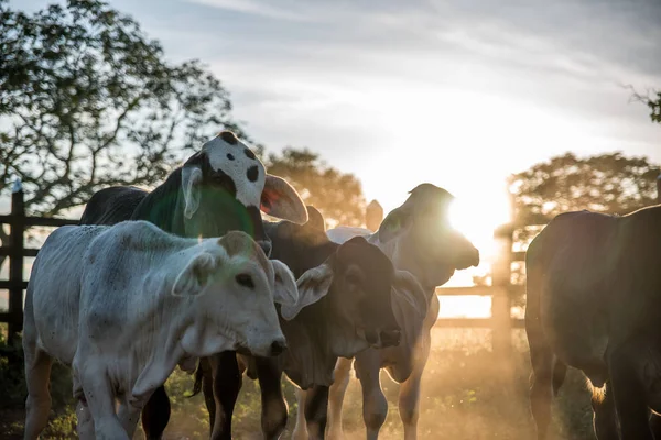 Scenic View Livestock Countryside Field — Stock Photo, Image