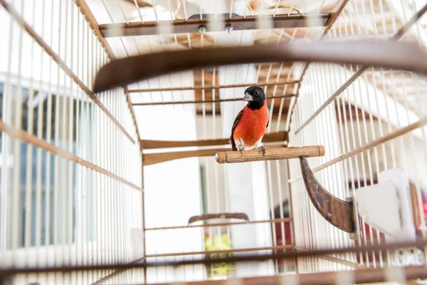 Vue Rapprochée Oiseau Coloré Cage — Photo