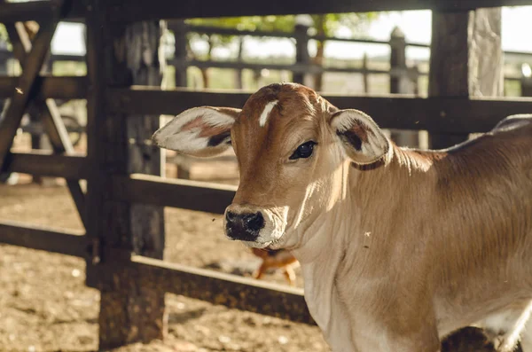 Closeup View New Calf Corral — Stock Photo, Image