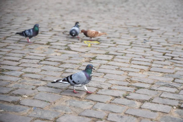 Yerde Yürüyen Güvercinlerin Yakın Çekim Görüntüsü — Stok fotoğraf
