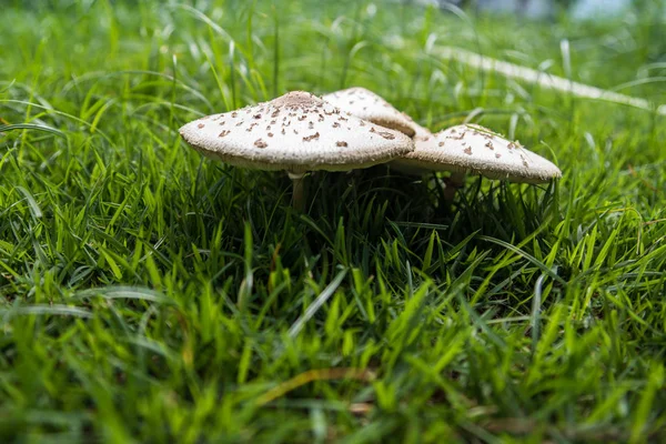 Closeup View Poisonous Mushrooms Lawn Yard — Stock Photo, Image