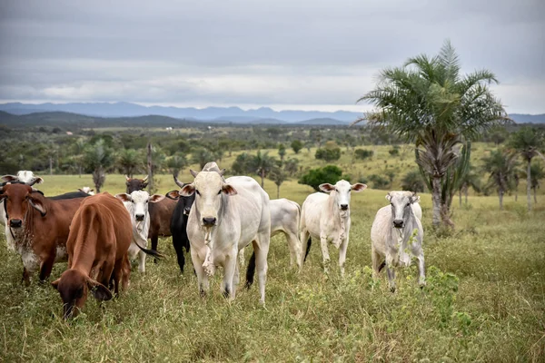 Scenic View Cows Grazing Farm — Stock Photo, Image