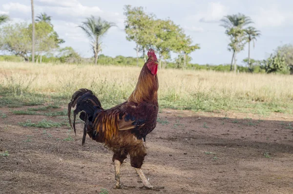 Κοντινή Προβολή Του Free Rooster Στο Αγρόκτημα — Φωτογραφία Αρχείου